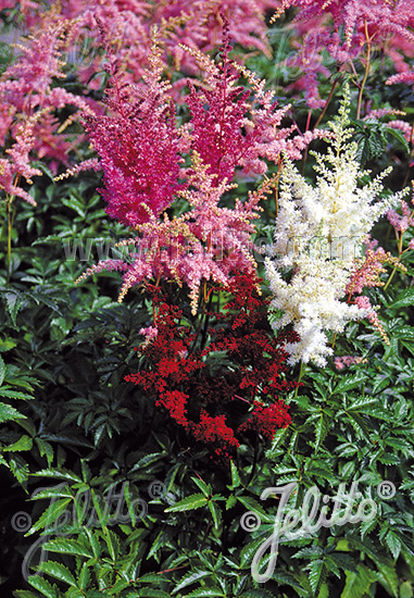 ASTILBE Arendsii Hybr. Bunter Zauber cca.50 semien